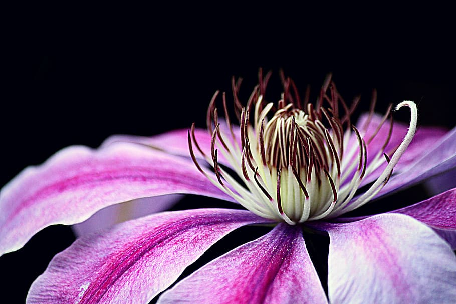 fotografía macro, púrpura, flor de clemátide, floración, clemátide, planta, naturaleza, escalador, pétalos, rosa