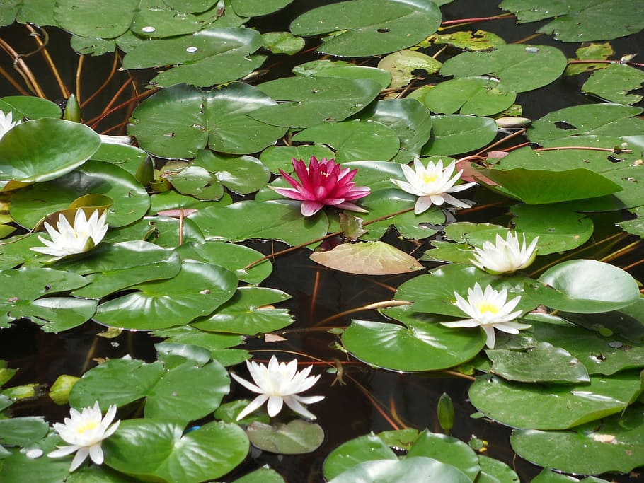 flower, aquatic plant, nuphar, forbidden city, beijing, water Lily, nature, pond, plant, leaf