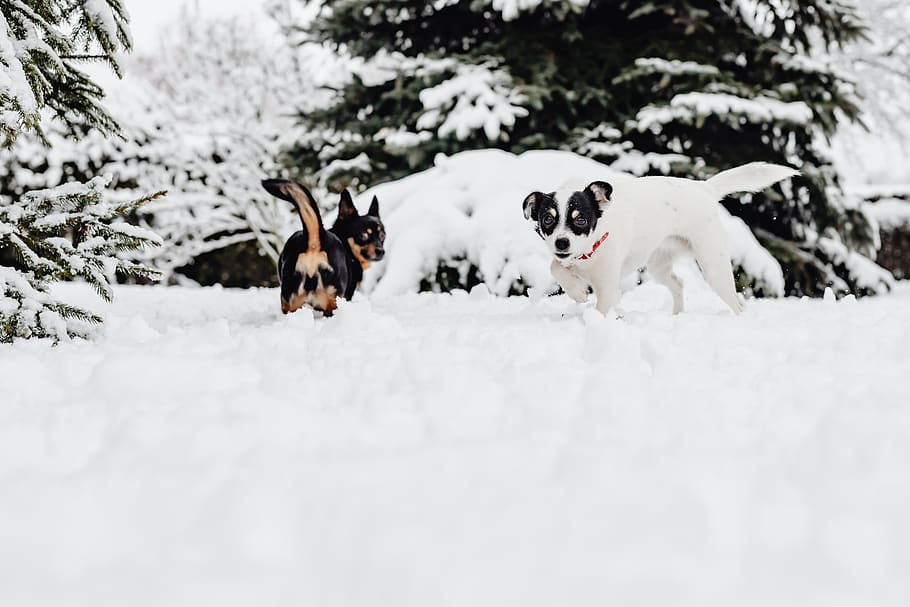 pequeño, perros, invierno, jugar, diversión, nieve, gracioso, animales, mascotas, lindo