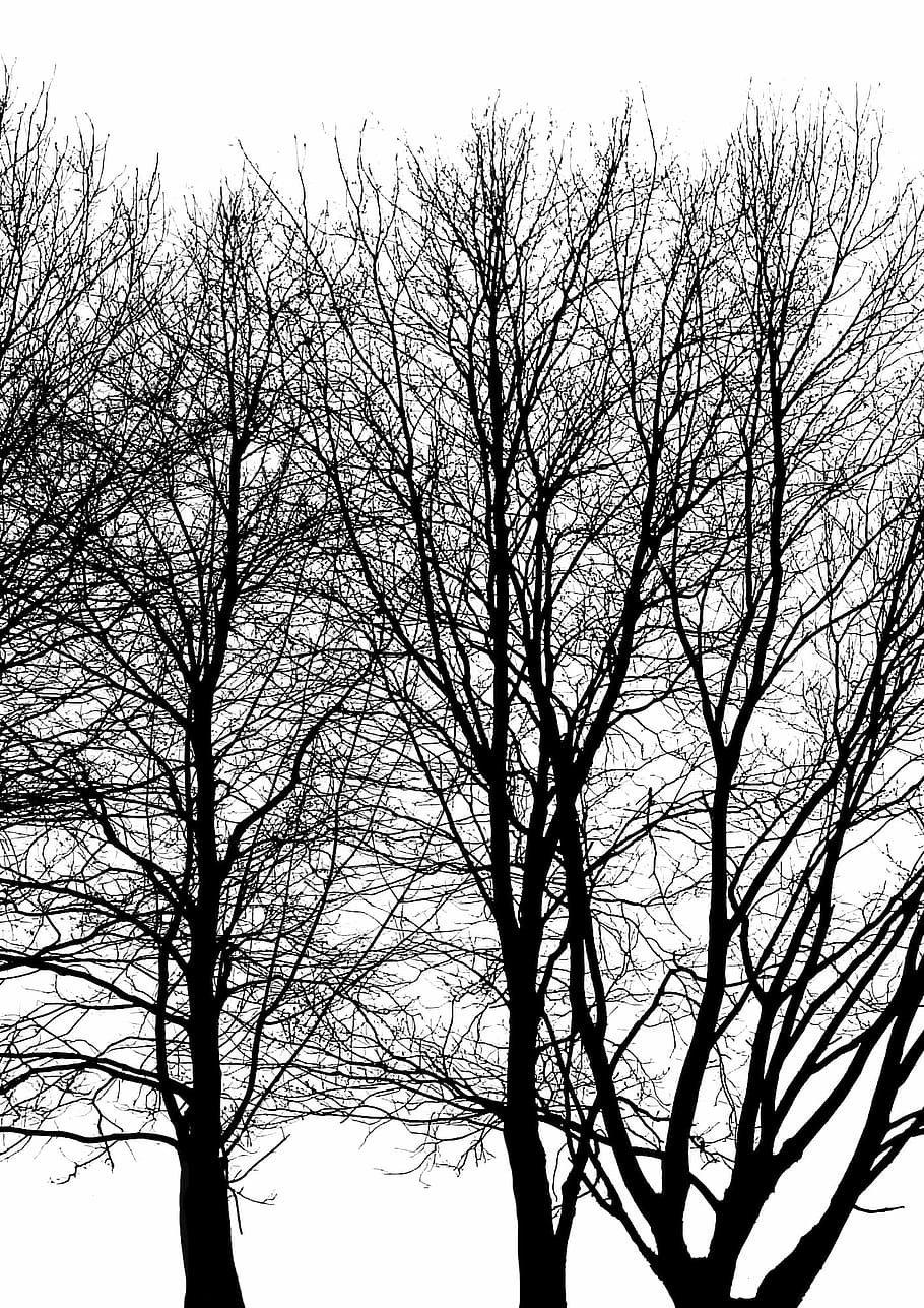 Árbol, rama, tronco, follaje, contraste, árbol, invierno, bosque, ramas de los árboles, luz y sombra