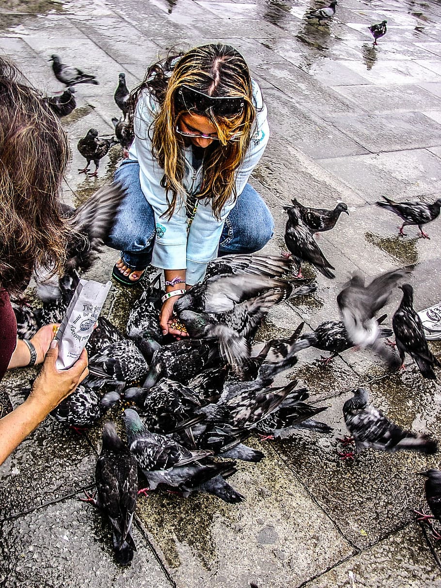 pigeons, venice, venezia, birds, feed, tourist, italy, san marcos, square, piazza