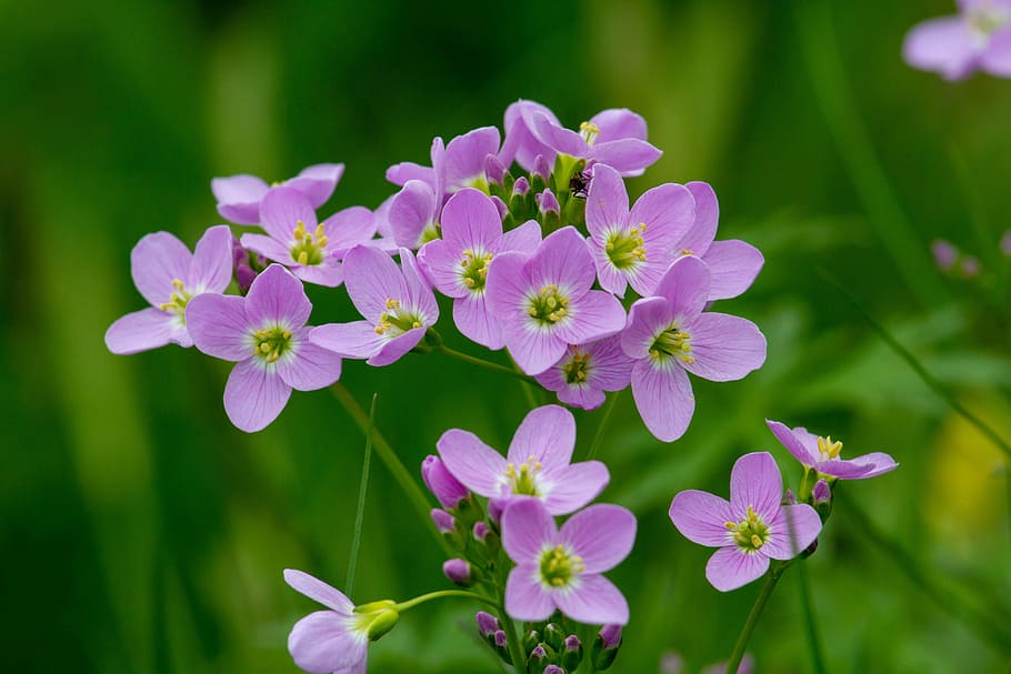 tilt photography, purple, petaled flower, cuckoo flower, card amines pratensis, flower, nature, field, grass, plant