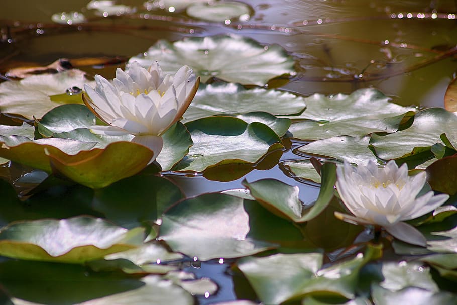 Waterlilies, Spiritual, Pond, flower, freshness, close-up, leaf, nature, flowering plant, beauty in nature
