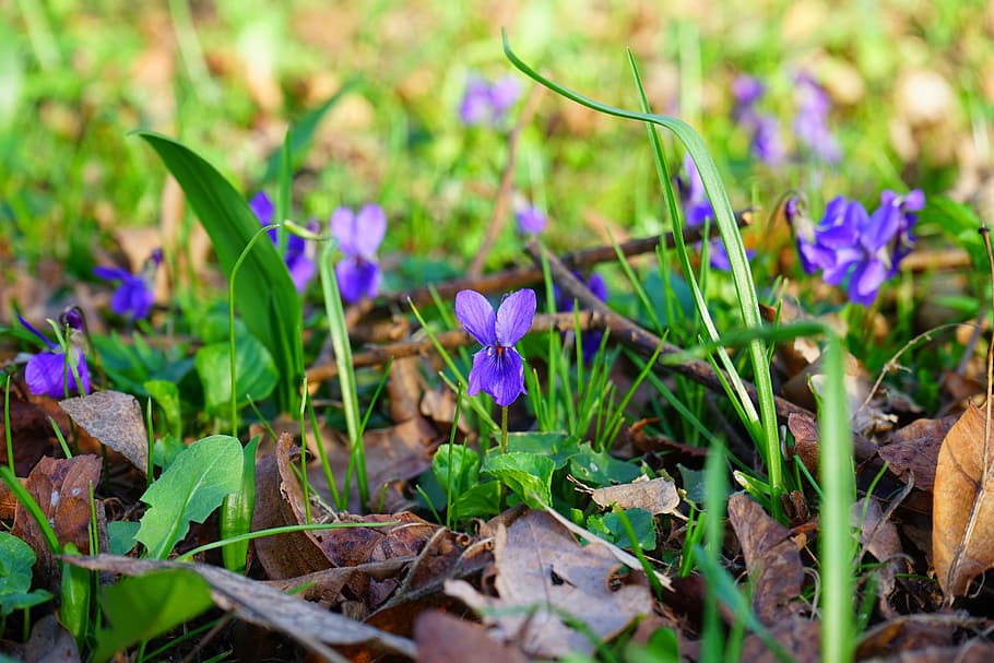 wald violet, violet, flower, blossom, bloom, spring, harbinger of spring, smell, viola reichenbachiana, viola