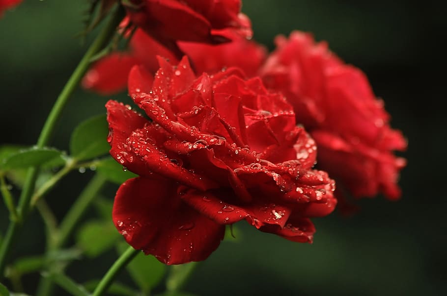 drops, flowers, red, roses, bush, wet, petals, green, leaves, summer