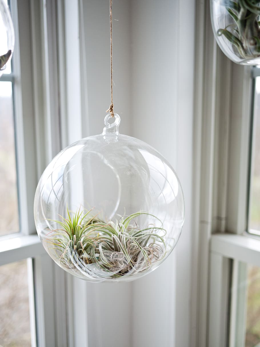 vase, flowerpot, glass, plant, leaves, green, hanging, indoors, close-up, transparent
