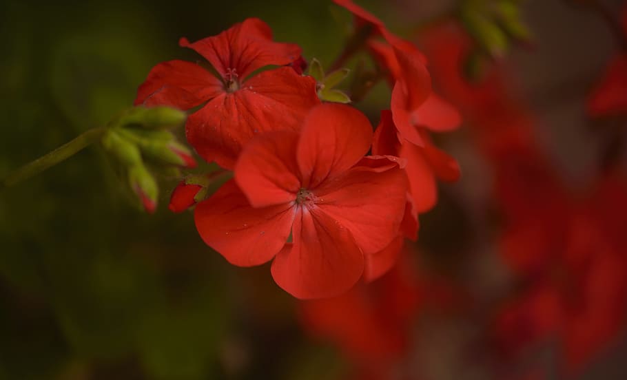 geranium, flower, red, passion, close up, macro, gardening, freshness, plant, close-up