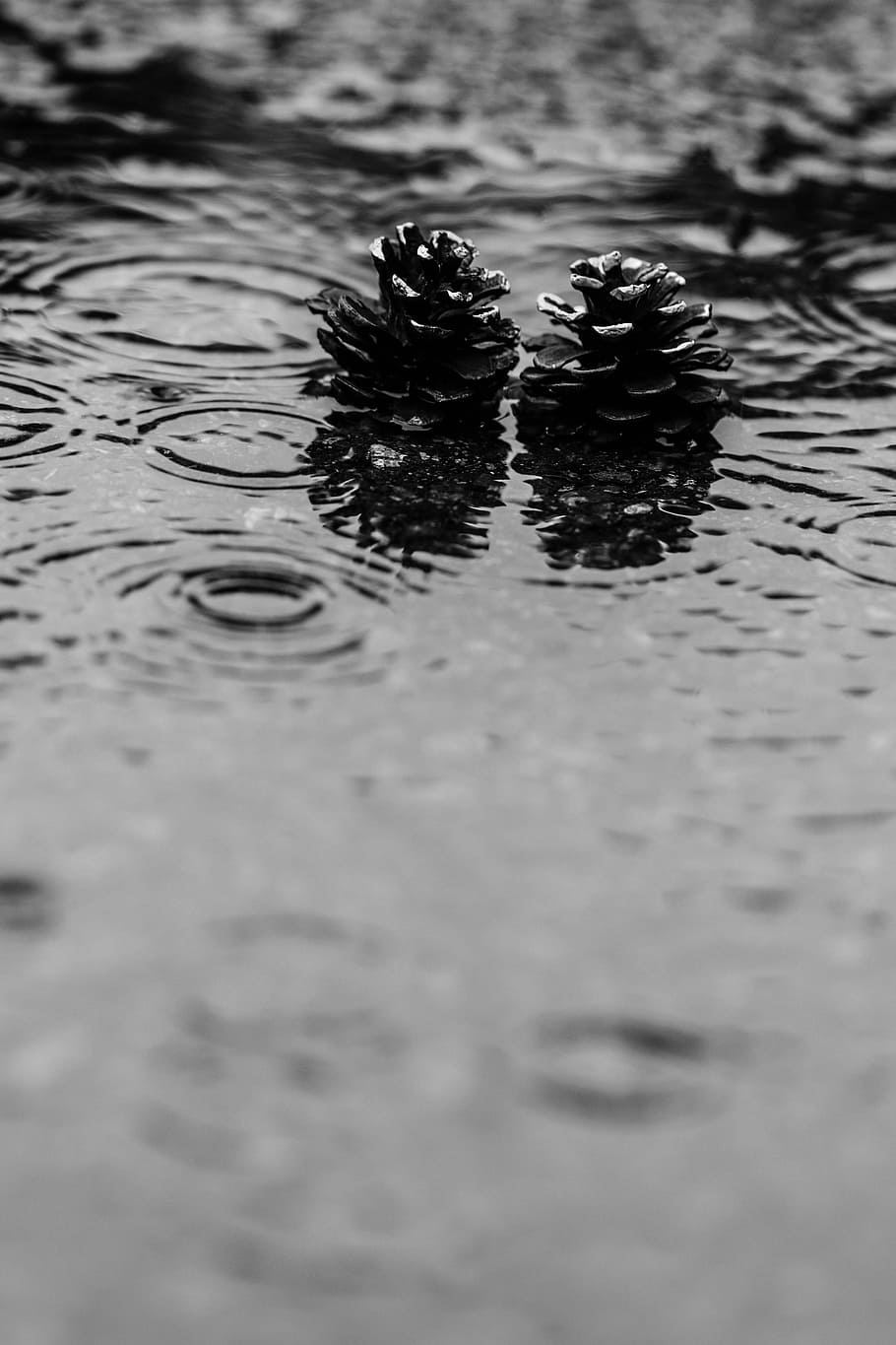 Pinecone, Puddle, Rain, Water, Nature, rain, water, rippled, animal themes, waterfront, selective focus