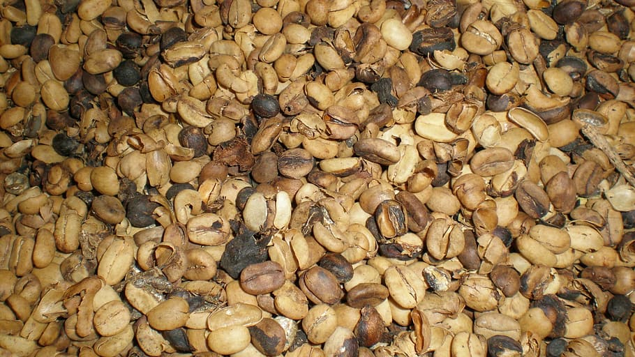Biji Kopi, Sangrai, Biji, kopi, kacang-kacangan, makanan, coklat, gelap, pertanian, kafein