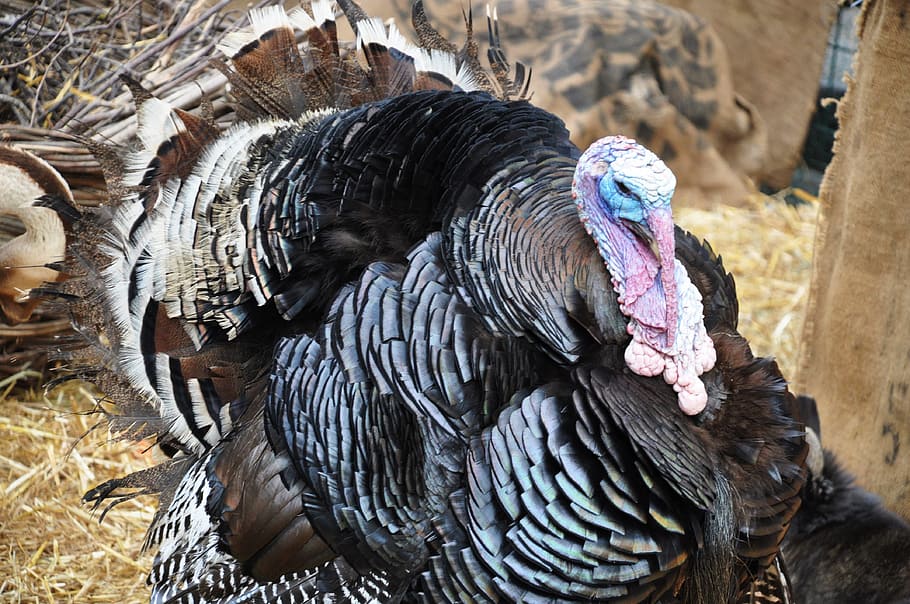 multicolored turkey, turkey, guinea fowl, poultry, farm, farm animals, straw, medieval festival, gisors, thanksgiving