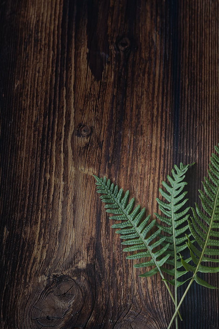 three, green, leaves, brown, surface, fern, small fern, plant, wood, close