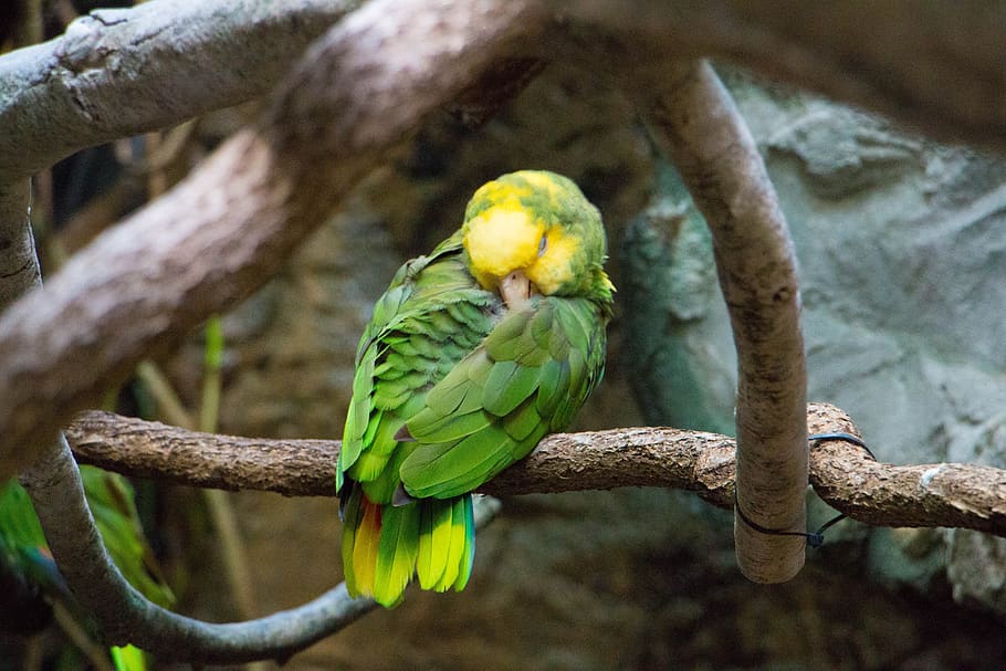amazônia, papagaio, selva, floresta tropical, tropical, amarelo, natureza, animal, vertebrado, pássaro
