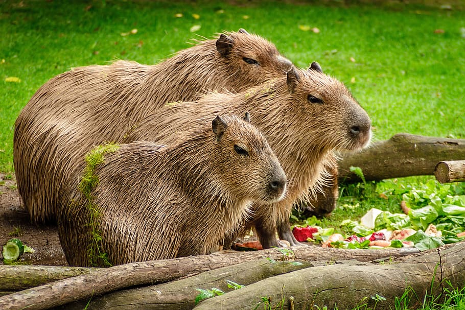 focus photo, brown, capybaras, capybara, group, eat, meadow, wood, cute, fur