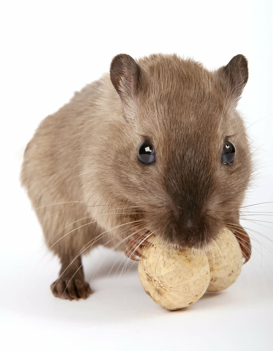 brown, hamster gnawing, two, nuts, animal, attractive, beautiful, close, creature, critter