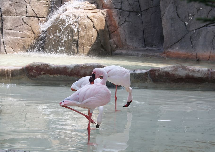 Flamingo, Flamingos, Nature, Animal, animals, park, natural park, zoo, water, bird