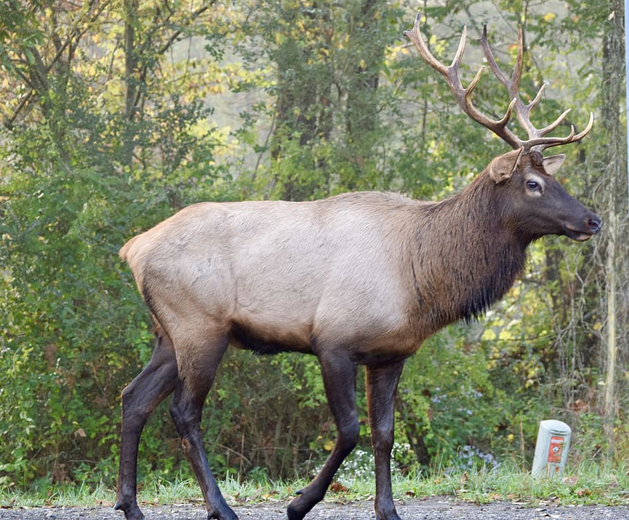 elk, deer, stag, wildlife, animal, truck, sign, bryson city, nc, mountains