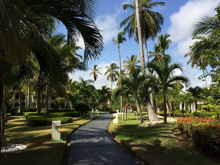 Jardim de flores, Flores, Resort, jardim, República Dominicana, palmeira, clima tropical, locais de viagem, árvore, natureza