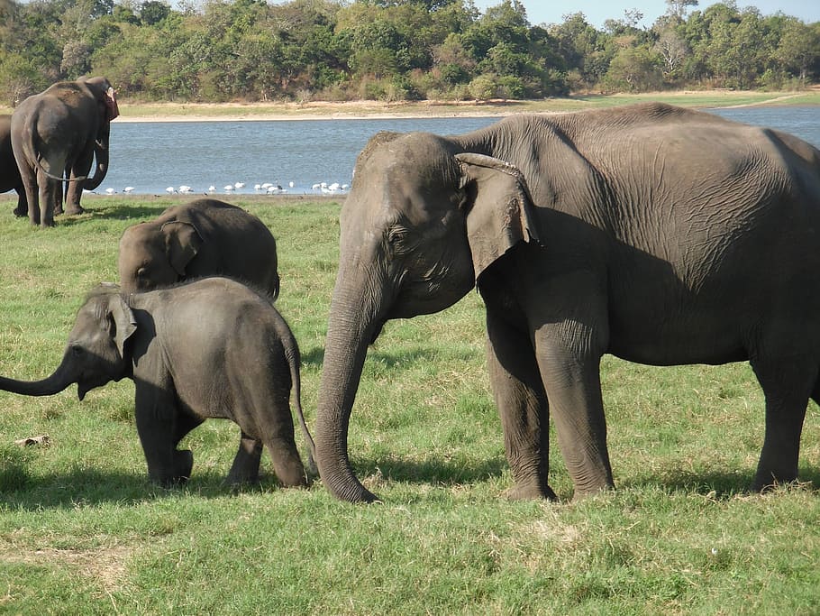 Elephants, Travel, Wildlife, Asia, safari, tourism, wild, nature, animal, park