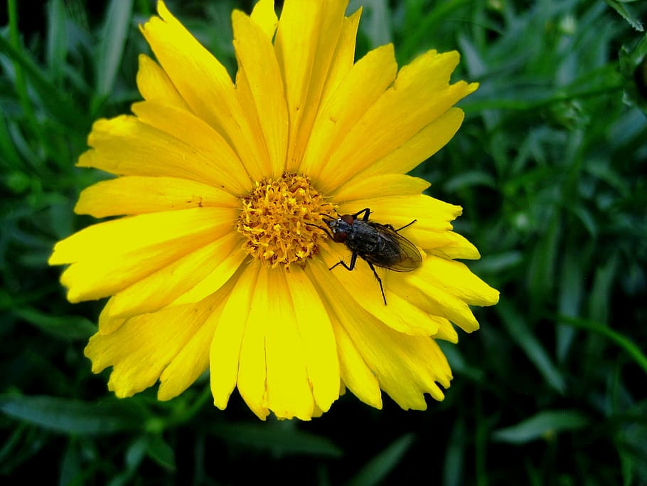 flower, daisy, yellow, bright, fly, large, feeding, nectar, garden, nature