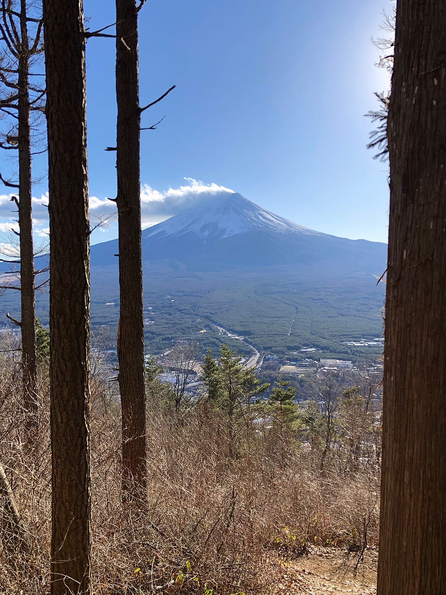 fujiyama, mountain, fuji, japan, landscape, mt fuji, wood, japan landscape, plant, trunk