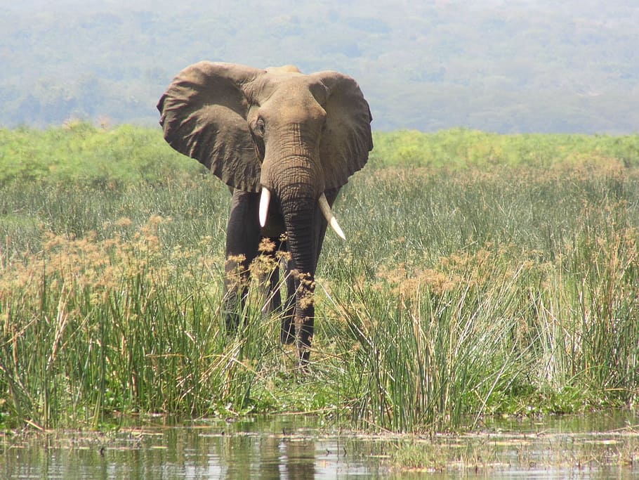 Elephant, Murchison Falls, Uganda, animals in the wild, animal wildlife, grass, one animal, water, nature, animal themes