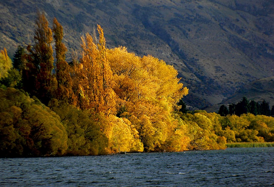 Outono, lago hayes, otago, corpo água, árvores, ao lado, agua, beleza na natureza, paisagens - natureza, planta