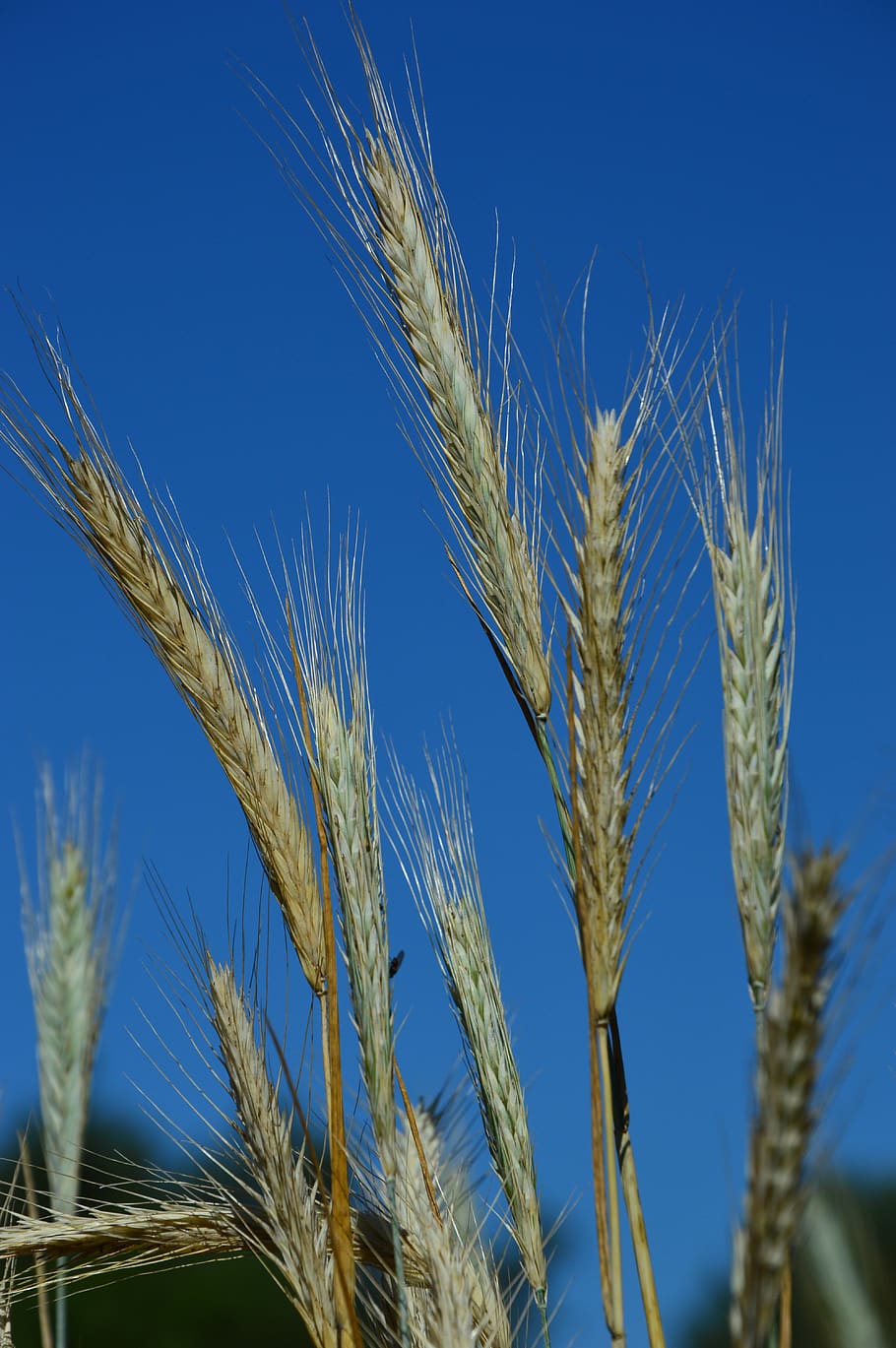 cereals, wheat, ear, summer, agriculture, cereal plant, crop, growth, rural scene, plant