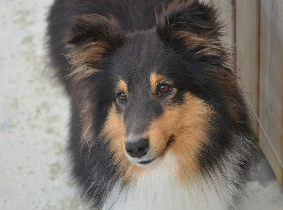 perro pastor de Shetland, de pie, al lado, pared, perro, perro me encanta perro pastor de Shetland, mamífero, canino, retrato, animal