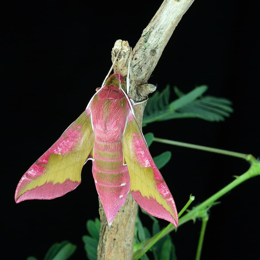 elephant sphinx moth perching, brown, twig, close-up photography, moth, macro, lepidoptera, british, nature, insect