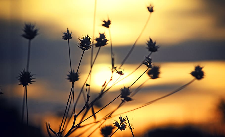 sunset, blur, outdoor, nature, grass, silhouette, plant, beauty in nature, sky, growth