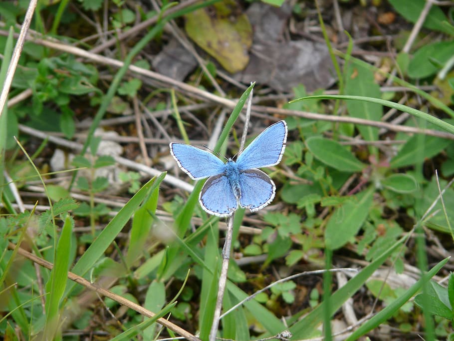 butterfly, butterflies, common blue, restharrow's blue, common bläuling, blue, animal, plant, high angle view, growth