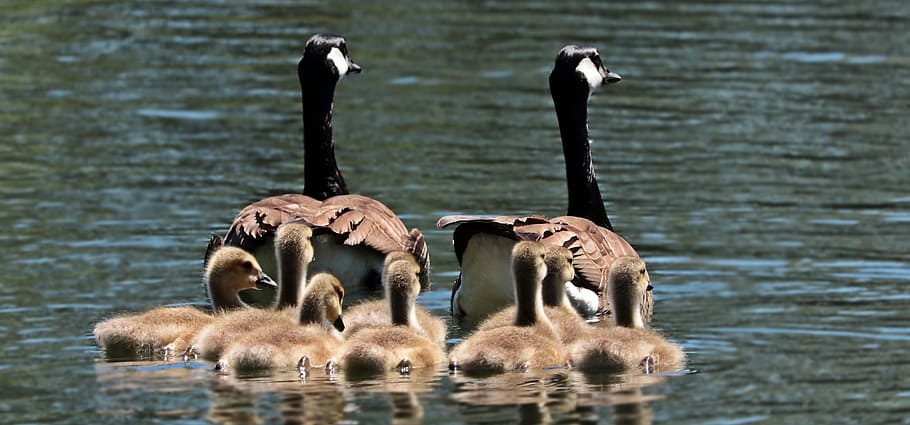 two, ducklings, body, water, daytime, Canada Geese, body of water, geese, goose family, family
