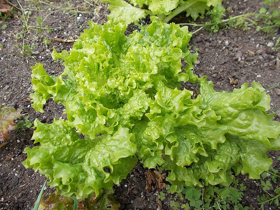 lettuce, crop, field, green, kim jang, summer, farming, plants, food and drink, vegetable