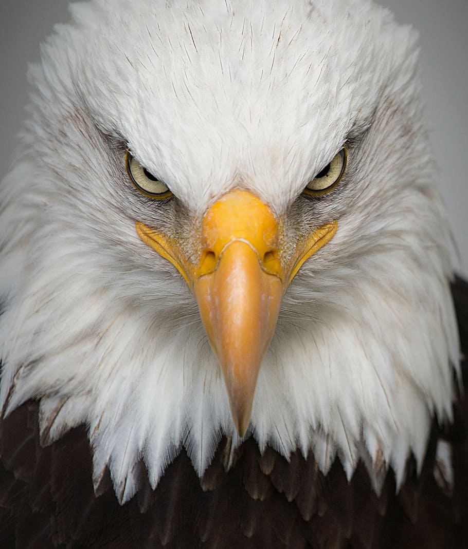 fotografia de close-up, branco, marrom, cabeça de águia, águia, retrato, selvagem, pássaro, natureza, predador