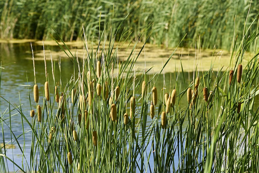 reed, nature, body of water, plant, summer, river, beach, lake, water, growth