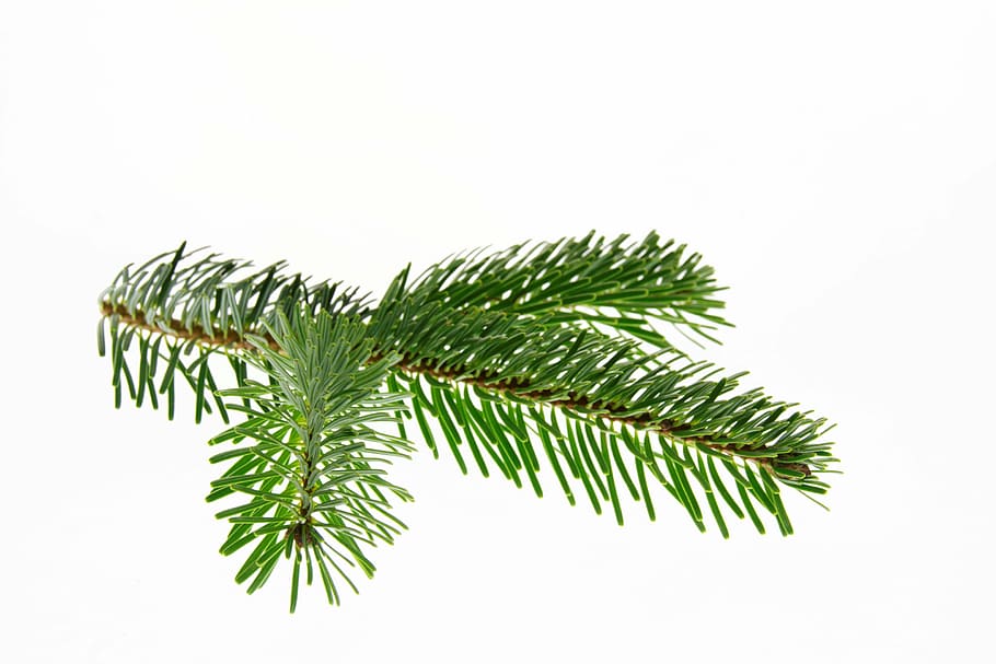 folhas verdes, abeto nordmann, abeto, natal, filial, árvore de natal, decoração, abeto verde, decoração de natal, decorações de natal