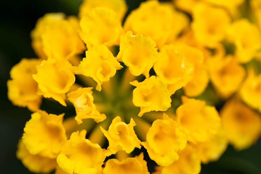 small, flowers, yellow, macro, pretty, top, garden, fresh, plants, botany