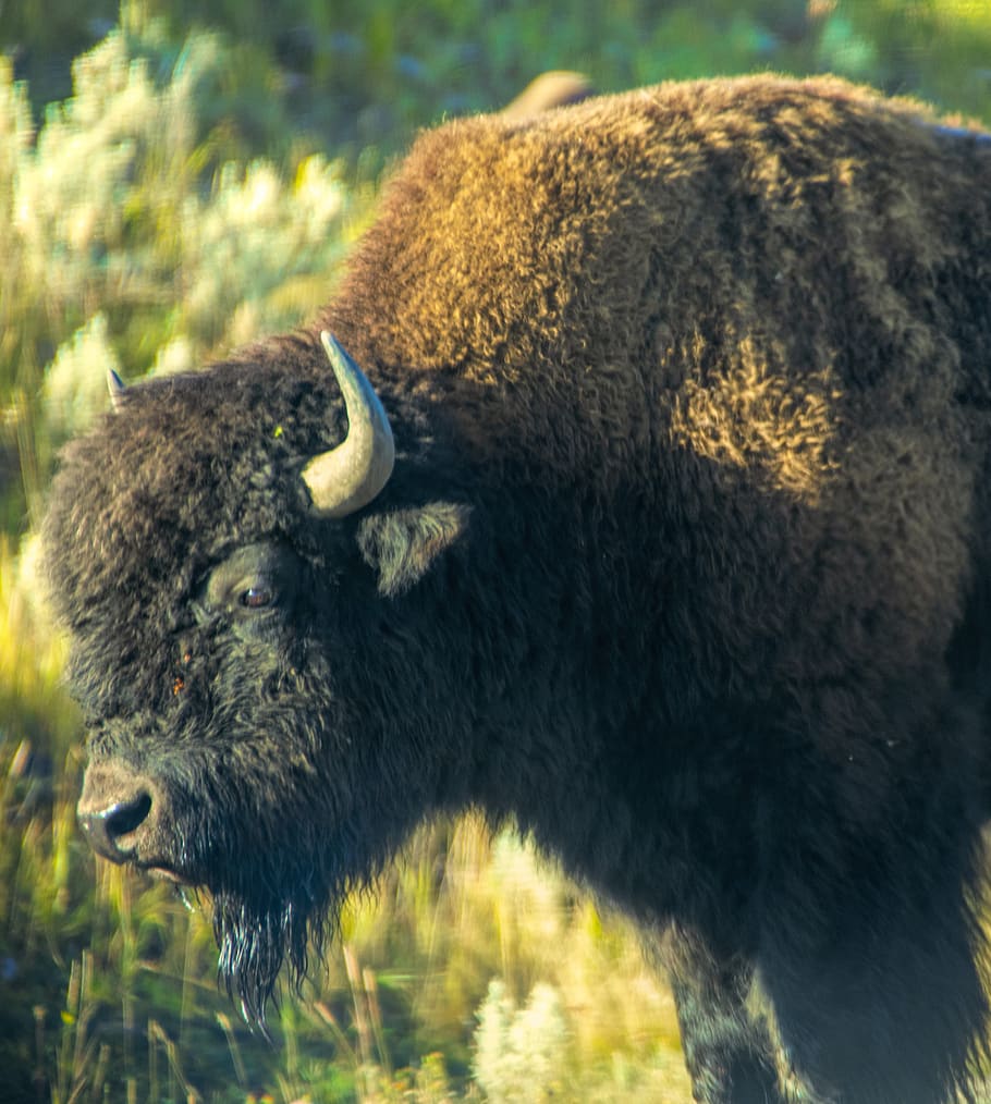 bison, kerbau, batu kuning, hewan, tanduk, padang rumput, mamalia, amerika, banteng, alam