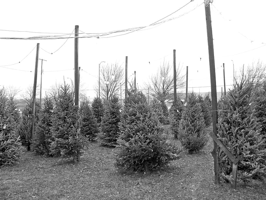 Christmas, Tree, Xmas, Holiday, christmas, tree, lot, decoration, celebration, december, pine