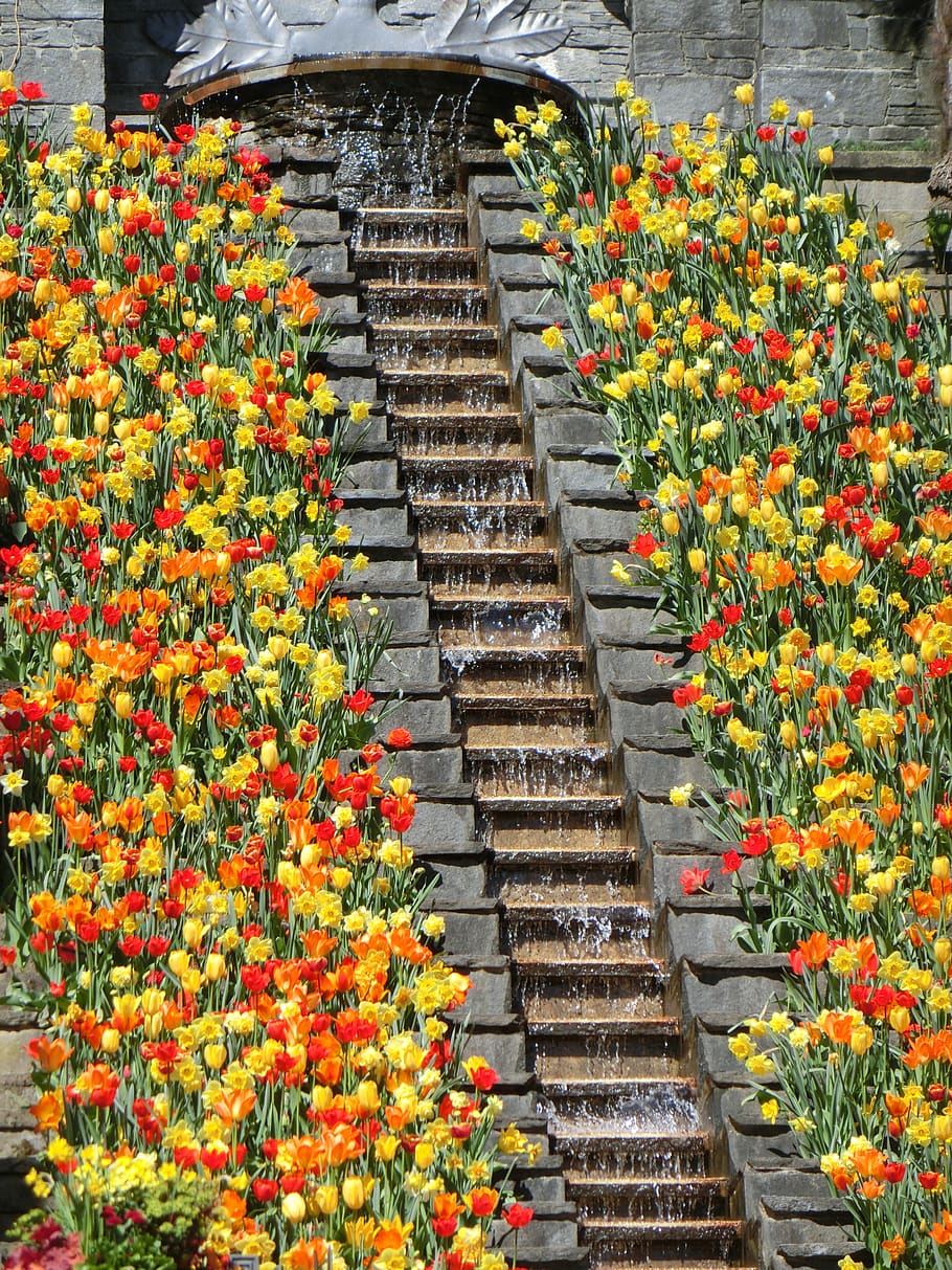 flowers staircase, mainau island, tulips, places of interest, lake constance, flower, flowering plant, plant, architecture, staircase