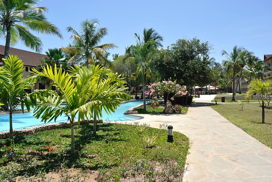 resort, holiday, swimming pool, pool, water, garden, trees, palms, coconut trees, areca pal