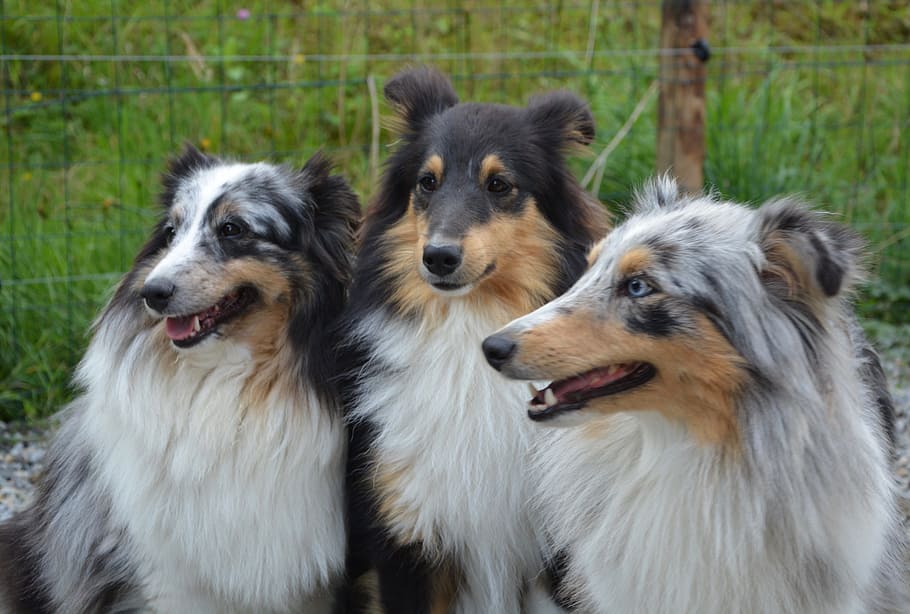 dog, dogs, shetland sheepdog, male tricolor, female blue merle, domestic animal, portrait, cute, canine, mammal