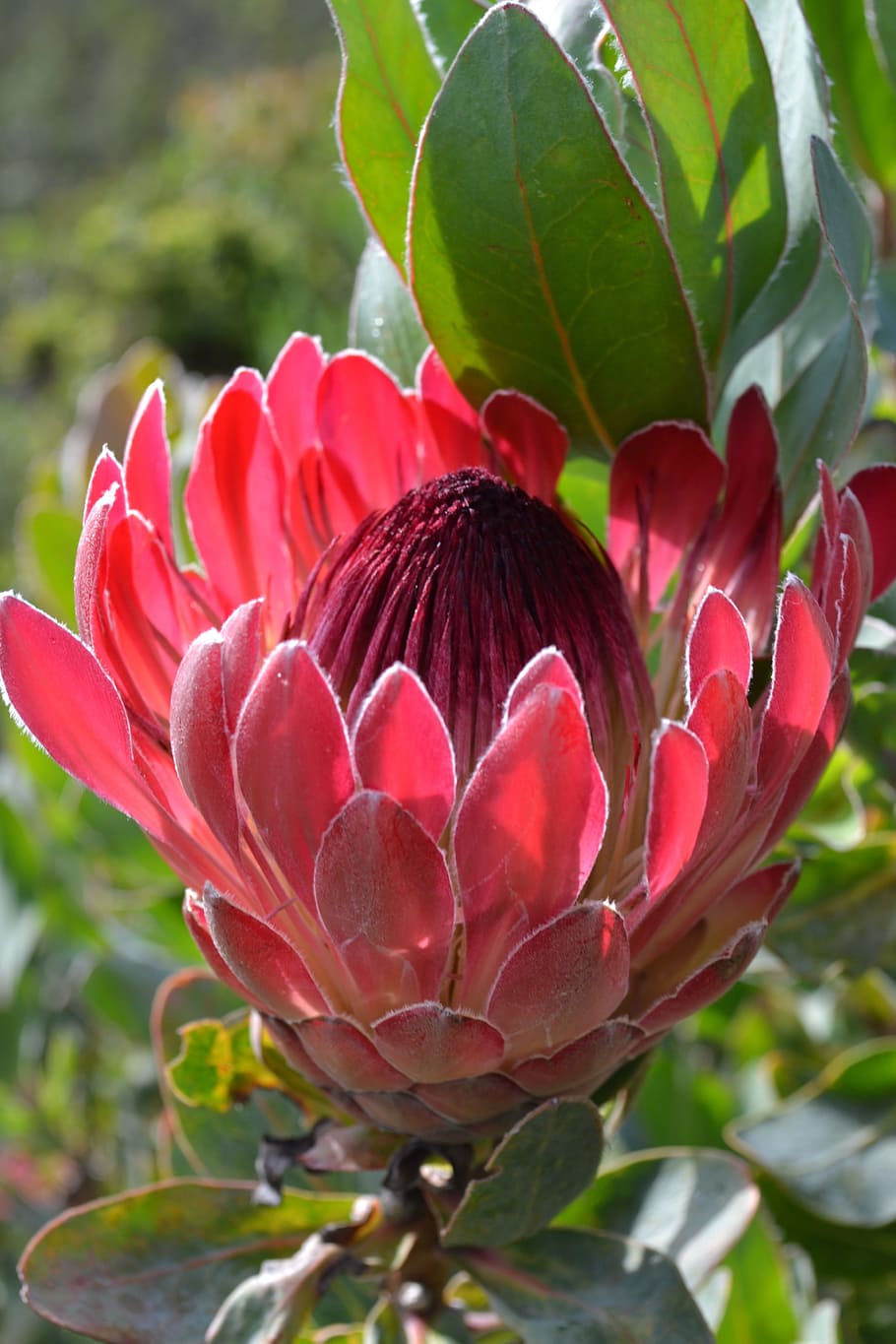 south africa, botanical garden cape town, flower, close, protea, flowering plant, plant, petal, growth, fragility
