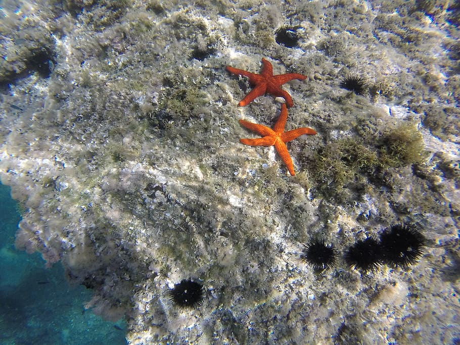 starfish, diving, summer, sea urchins, animal themes, sea, animals in the wild, sea life, underwater, animal