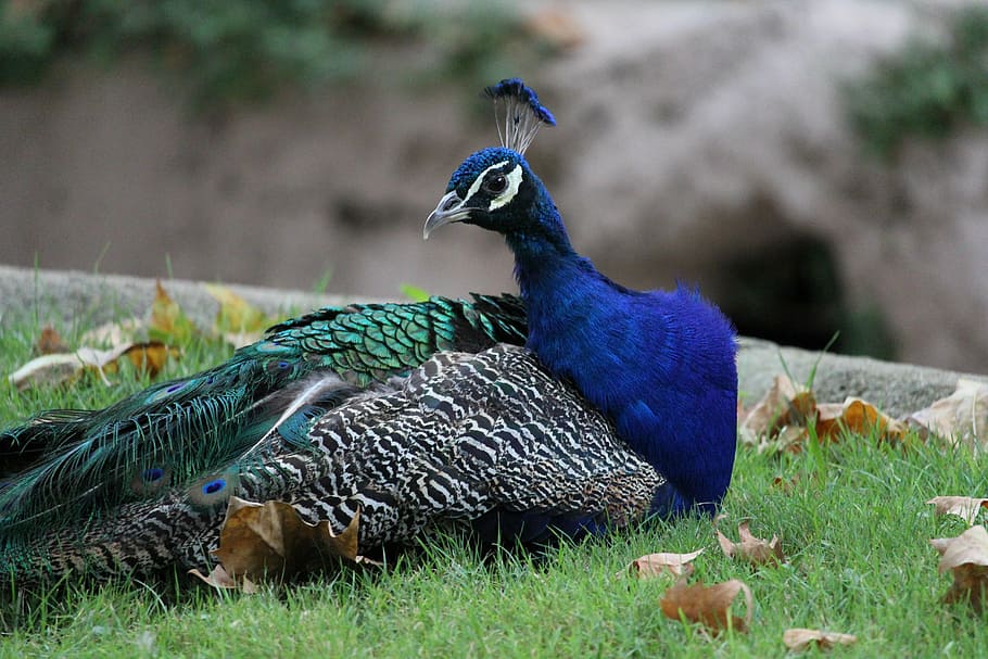 peacock, animal, feather, bird, beautiful, blue, green, wildlife, beauty, natural