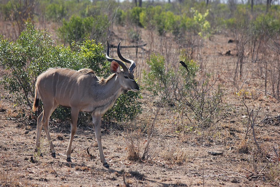 Kudu, Bull, Male, Animal, Antelope, male, animal, mammal, wild, greater, africa
