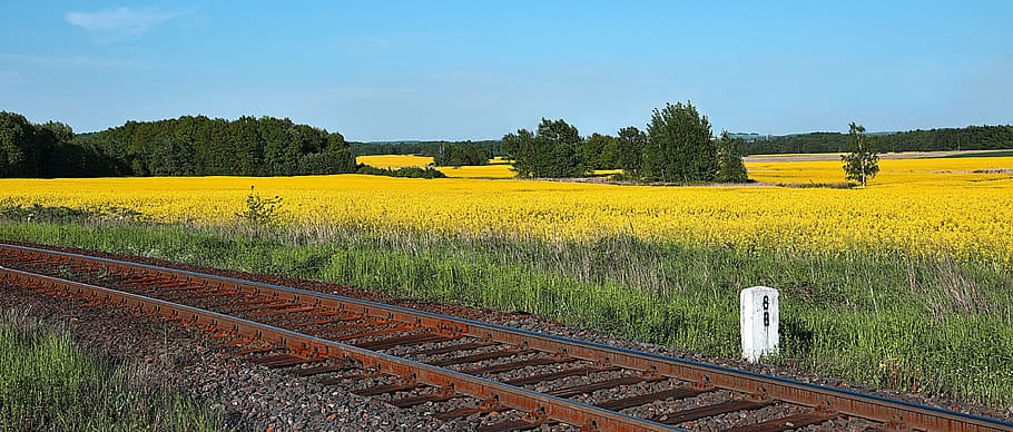 Tracks, Railway, Rapeseed, Energy, Fuel, alternative, biofuels, landscape, agriculture, railway transport