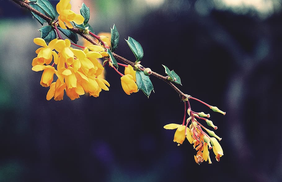 flowers, trees, blossom, spring, yellow flowers, plants, garden, nature, outdoors, bokeh