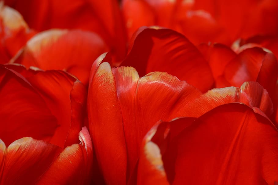 Rojo, rosa, tulipanes, noroeste, Washington, flor, púrpura, en cuclillas, valle, colorido