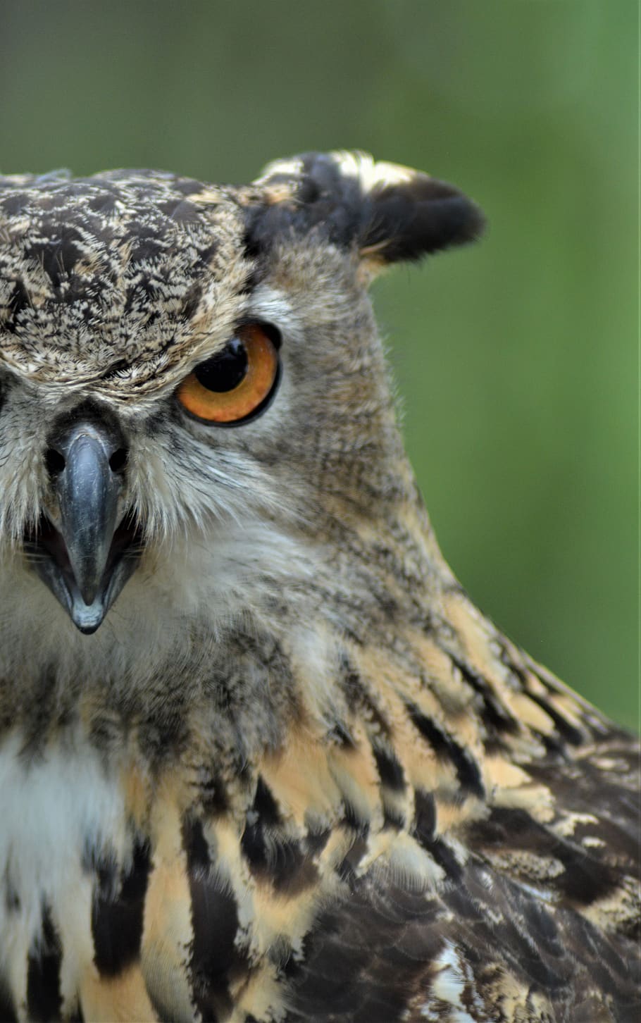 owl, great horned owl, hoot owl, raptor, bird, predator, wildlife, feathers, nature, portrait